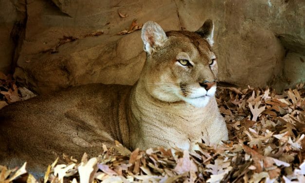 Rehabilitated Mountain Lion Overcomes Disease and Returns to the Wild