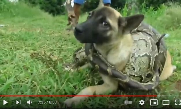 New Report Reveals Extreme Animal Cruelty With Millions of Views on YouTube, Facebook and TikTok