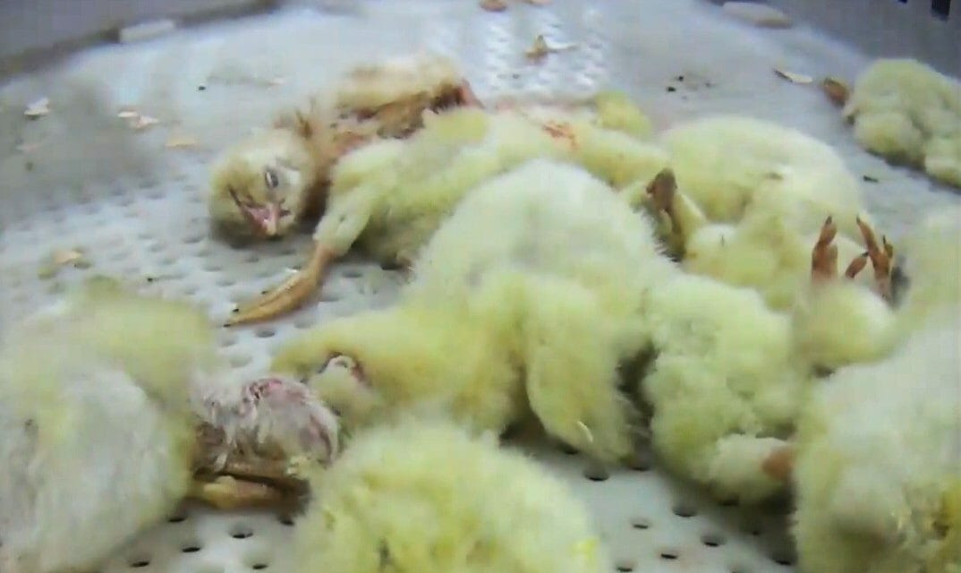 Case Farms chicks