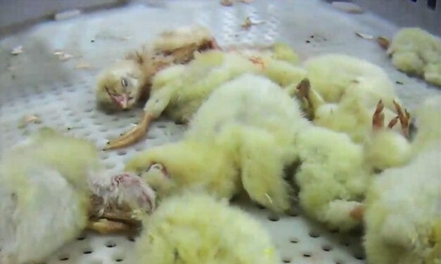 Chicks Mangled, Gassed, and Ground Up Alive at Major Chicken Hatchery, Undercover Investigation Alleges