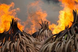 ivory tusks on fire