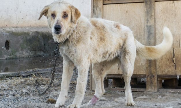 SIGN: Texas Law to Ban Dog Chaining IS BACK – Sign Now To Stop The Cruelty