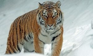 Wild Amur Tiger
