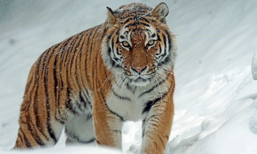 Wild Amur Tiger
