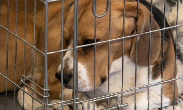 SIGN: Stop Cruel, Deadly And Unreliable Animal Testing