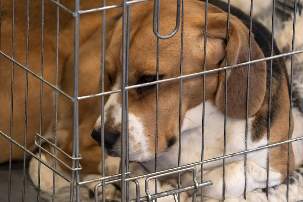 experiment beagle in cage
