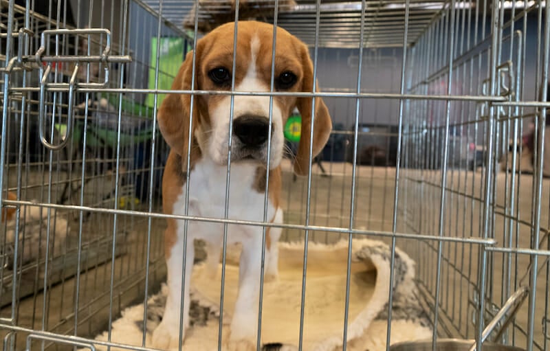 beagle looking into the camera from cage for lab testing