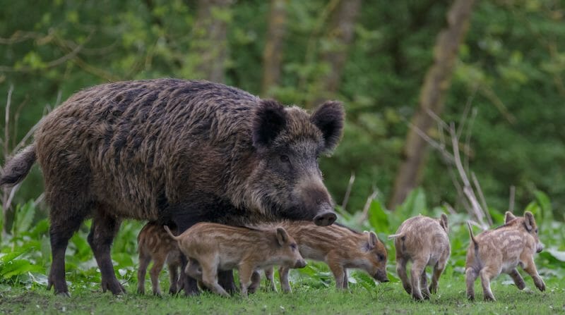 Wild Boar Rescues Two Piglets Caught in Wooden Trap