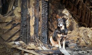 dog guarding burned building