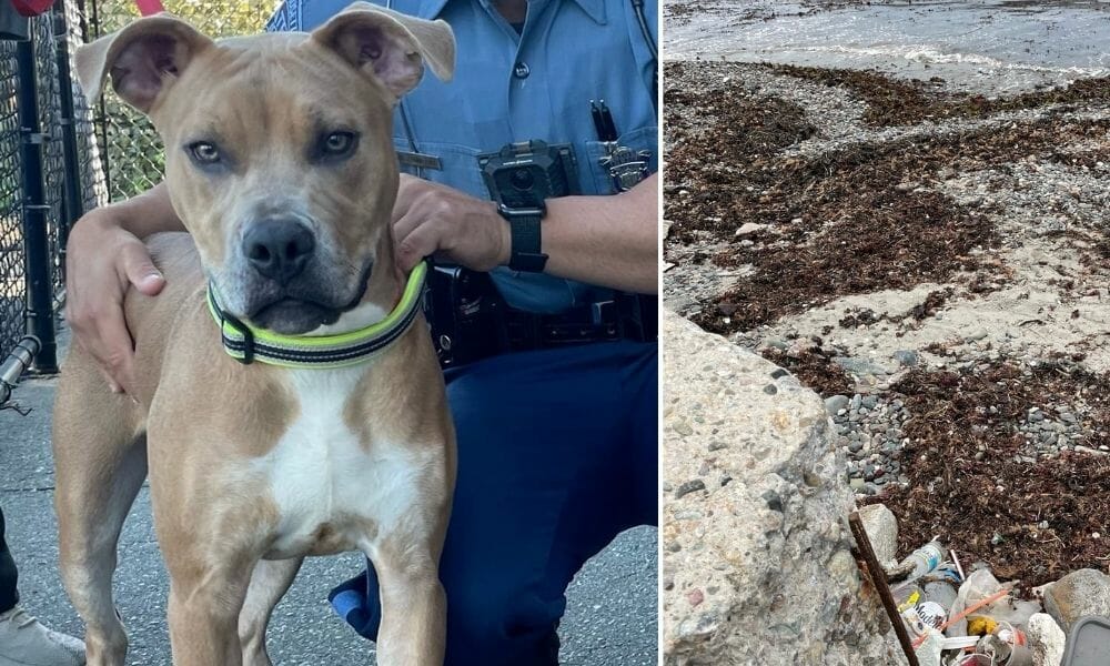 SIGN: Justice for Dog Chained on Beach and Left to Drown