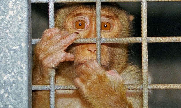 SIGN: Stop Funding Monkey Torture in US Labs