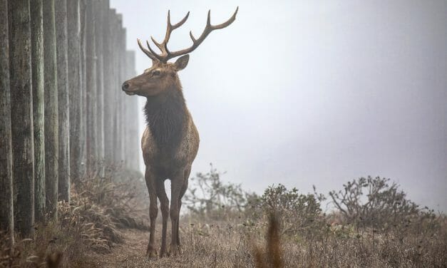 VICTORY: State Rejects ‘Management’ Plan for Point Reyes National Seashore and Its Rare Elk