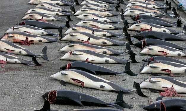 SIGN: End the Faroe Islands Dolphin and Whale Massacre