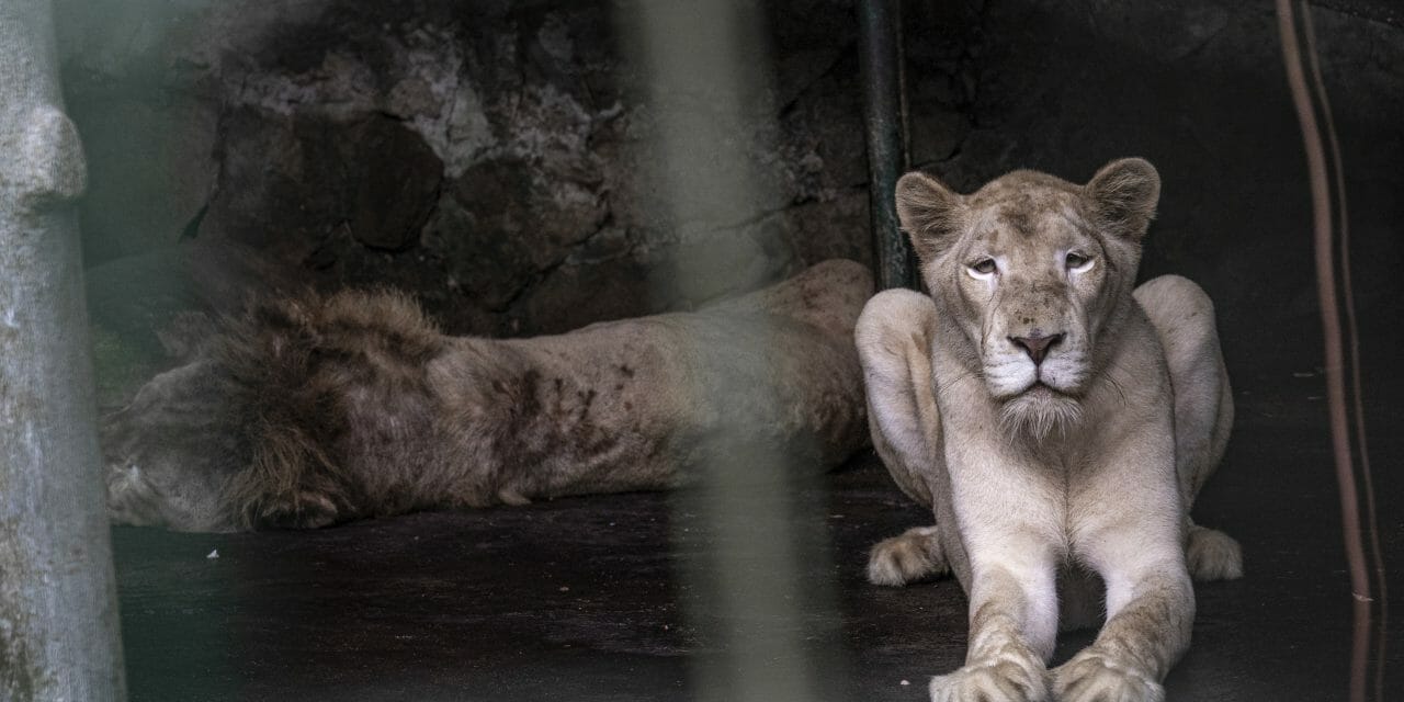 LFT Undercover Investigation Reveals Horrific Conditions at 5 Popular Philippines Zoos