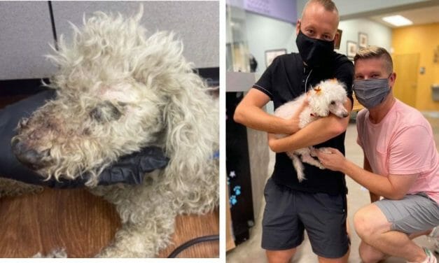 PETITION UPDATE: Petal the Blind, Senior Poodle Has a Loving New Home After Horrific Hog-Tying Abuse