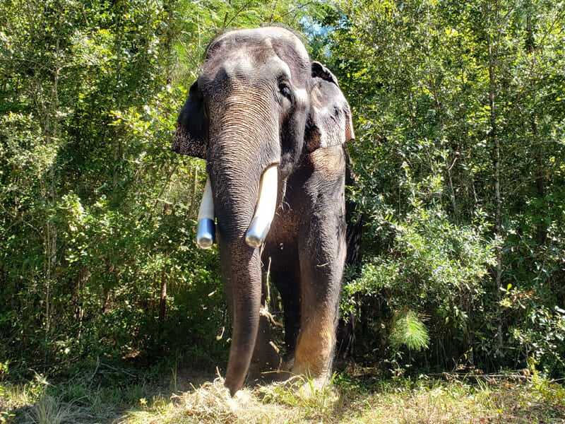 Bo, with metal caps on his tusks to protect them from cracking. Photo Credit: Elephant Refuge North America