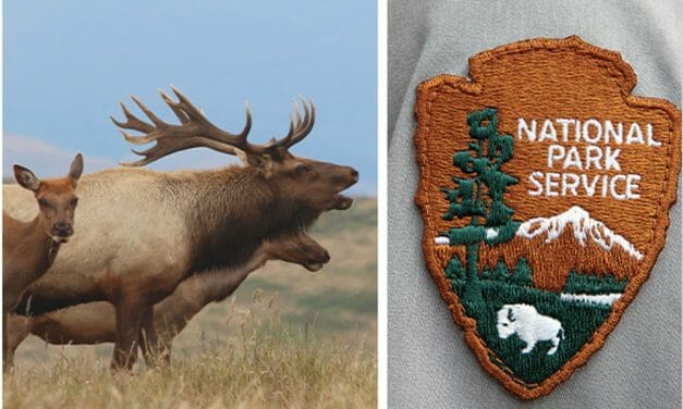 Rare Tule Elk to Face Firing Squad in Horrifying ‘Management’ Plan
