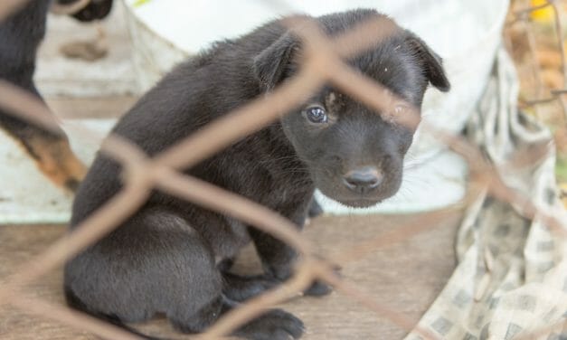 SIGN: Stop Smuggling Diseased, Wounded Puppies into the UK