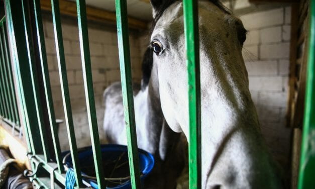 SIGN: Justice for Elderly Horses Punched and Assaulted With Rocks in Half-Hour-Long Attack
