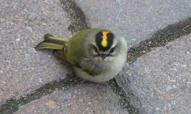 SIGN: Stop Deadly Collisions for NYC Songbirds by Turning Out Lights at Night