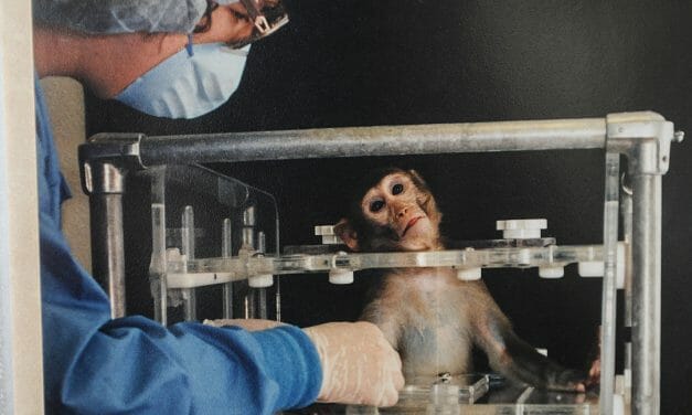 Monkeys Destined for Cruel U.S. Research Experiments Die During Grueling WAMOS Air Flight, Nonprofit Says