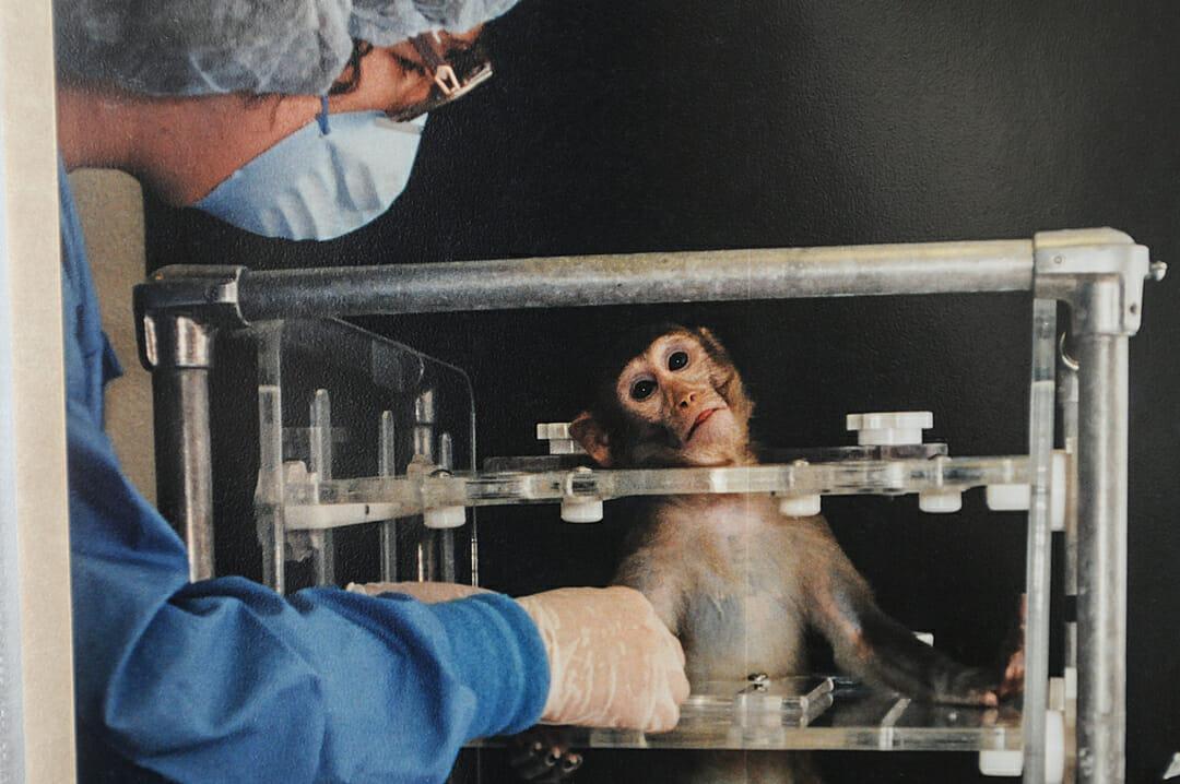 monkey testing