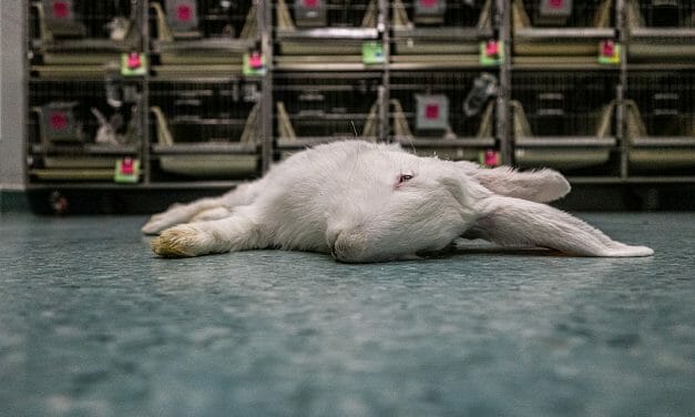 Lessons from COVID-19: Scientists Share 3 ‘Takeaway’ Messages About Animal Testing and Hopes for a More Humane Future