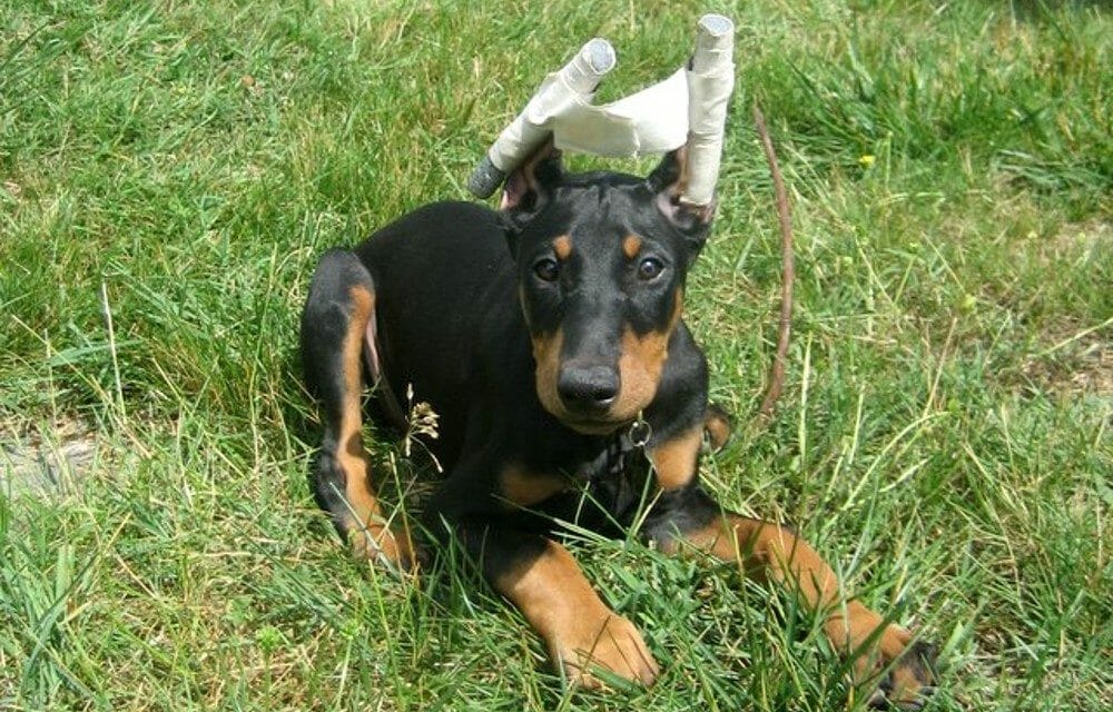 puppy with cropped ears