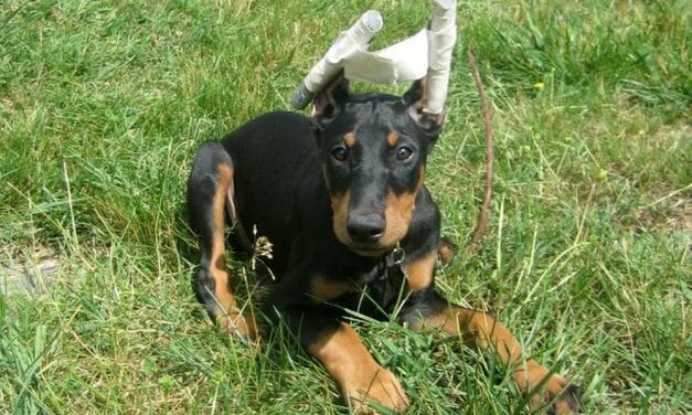 UK To Crack Down on Puppy Smuggling and Ear Cropping