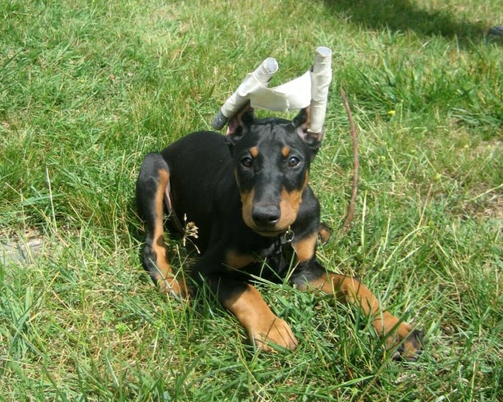 puppy with cropped ears