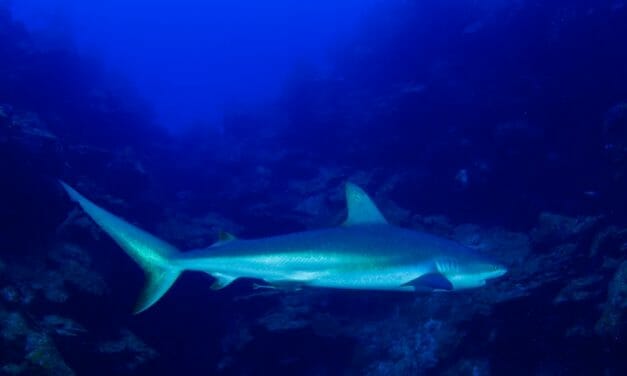 UK Announces Complete Ban on Shark Fins and Shark Fin Products
