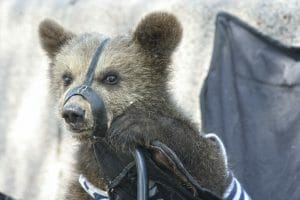 Captive Bear in Circus