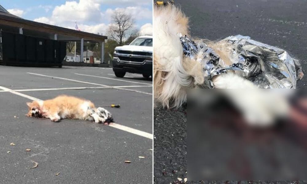 The mutilated body of a tabby cat lies on the blood-splattered pavement of a parking lot.
