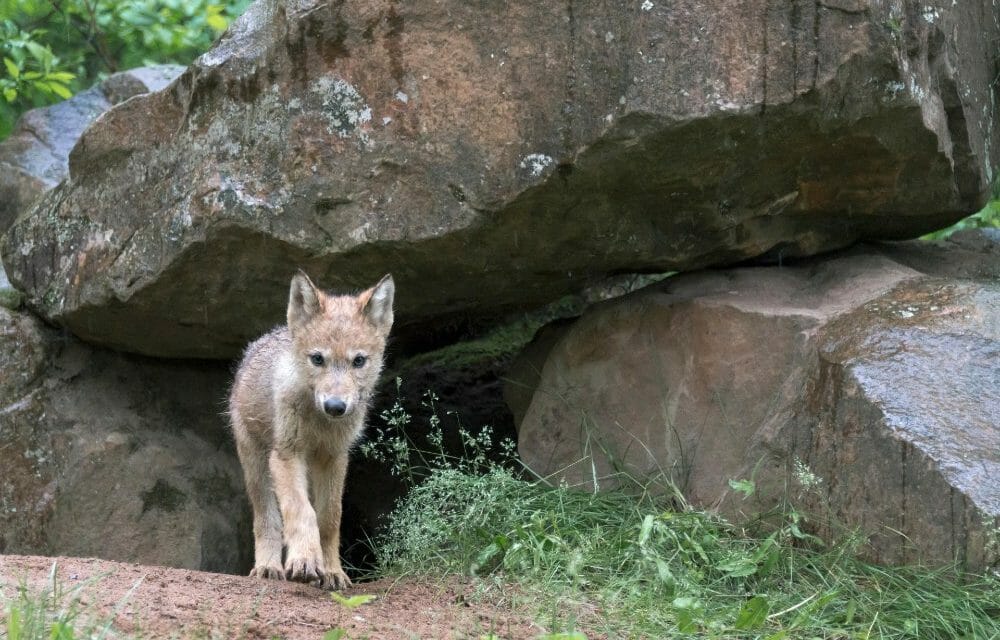 Gray wolf pup near den