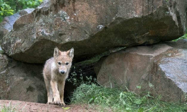 Eight Wolf Pups, Long-Studied by High School Students, Slaughtered By Federal Agents