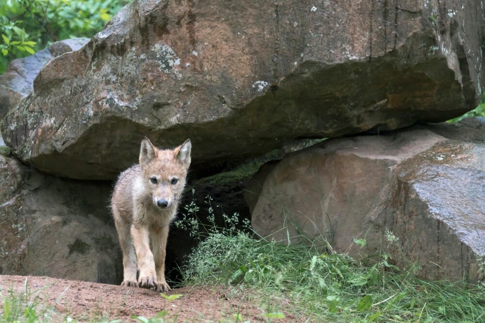 Gray wolf pup near den