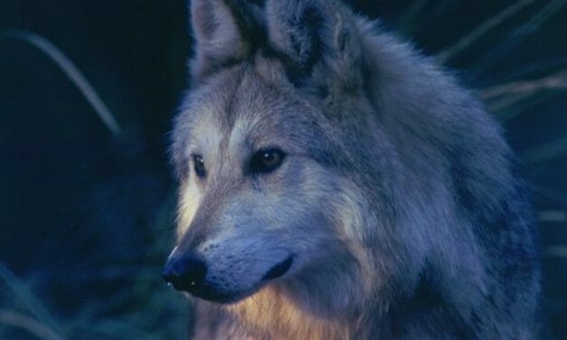 US Government Ordered to Do More to Protect Mexican Gray Wolves From Poachers