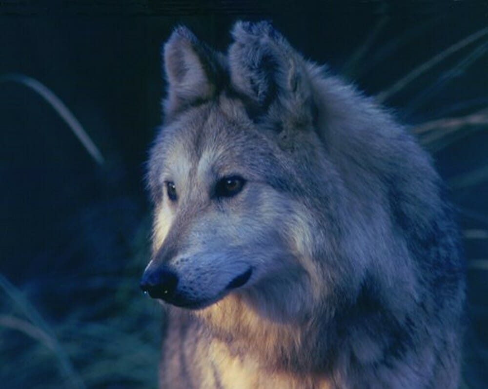 Mexican gray wolf