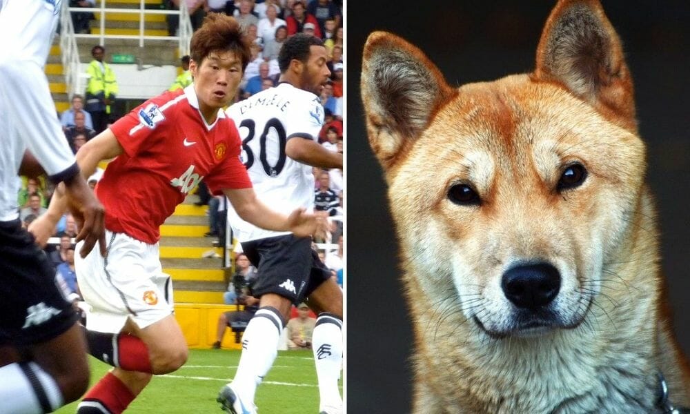 Park Ji-sung and a Korean dog