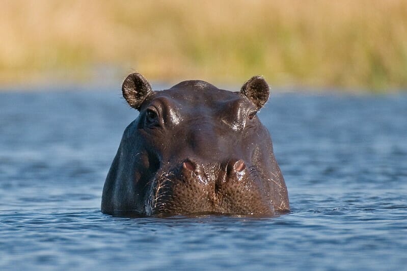 A hippopotamus in water.