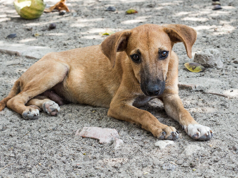 Dog looking sad