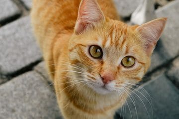 Orange and white tabby cat staring at camera