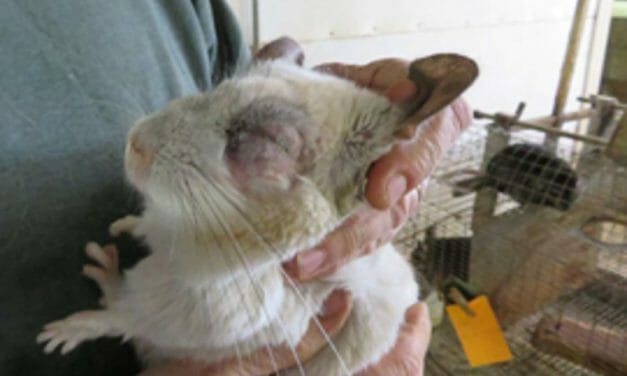 Chinchilla Ranch With Hundreds Of Horrific Violations Shut Down Following Activist Investigations, USDA Hearing