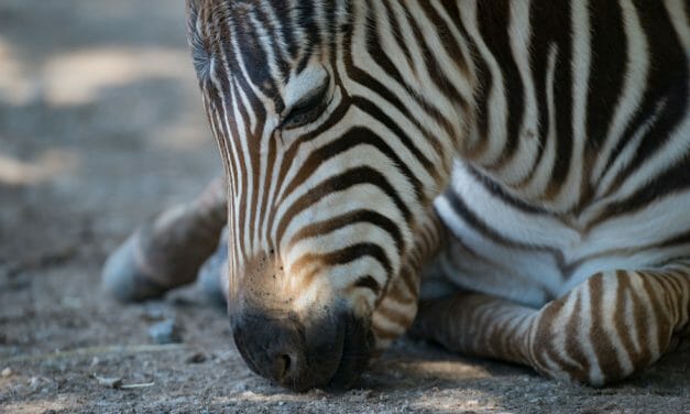 SIGN: Justice for Zebra Killed Slowly and Painfully in Snare Trap