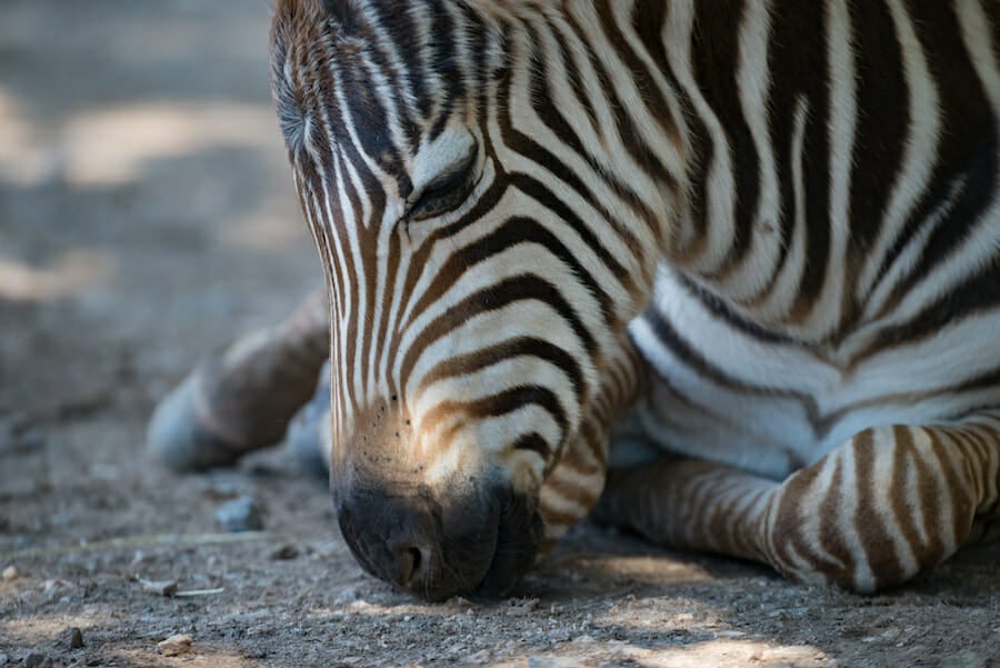 zebra lying down