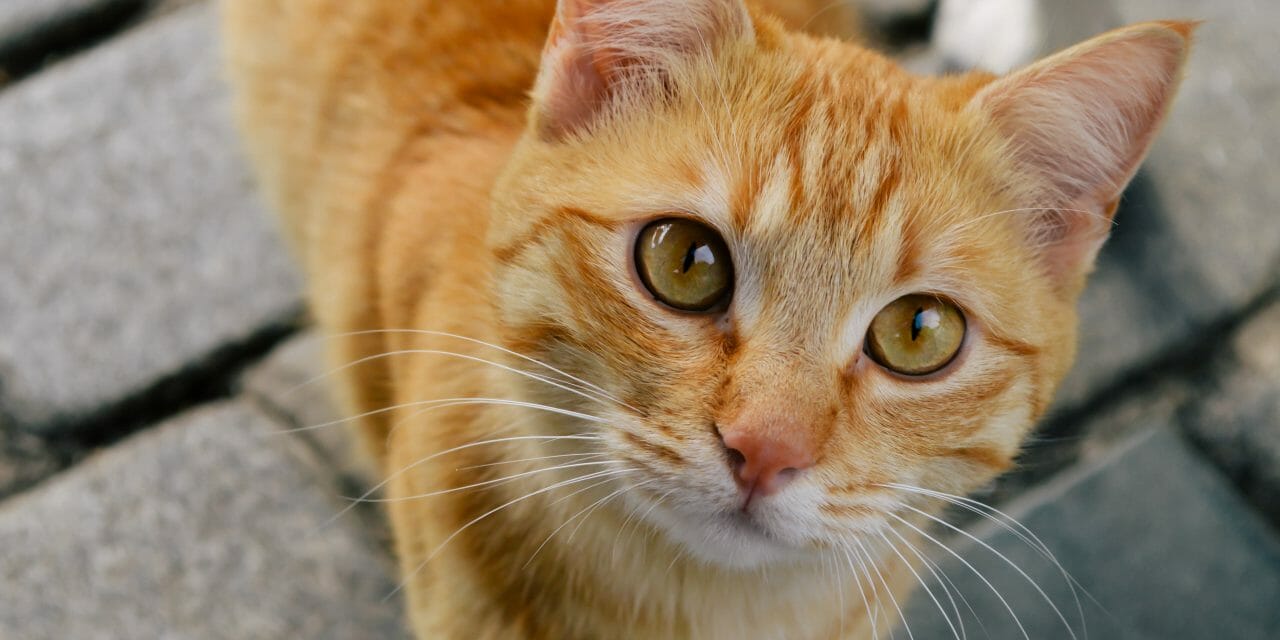 Orange and white cat stares into camera.