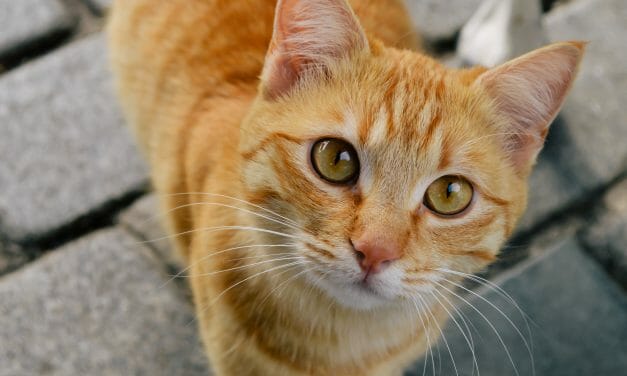 SIGN: Stop Animal Torturers From Getting Pet Victims on Craigslist