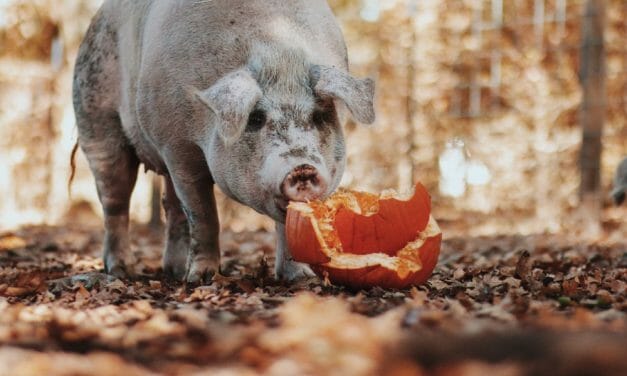 Wait, Don’t Toss That Pumpkin! Donate it to Animal Sanctuaries in Need This Winter