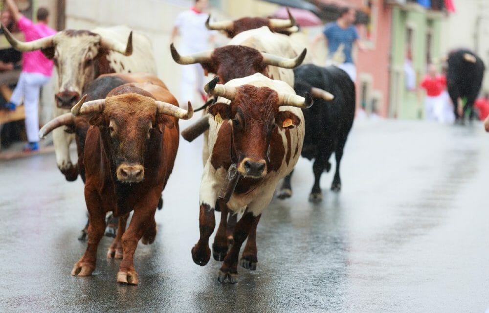 Bulls running in streets