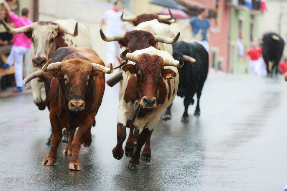 Bulls running in streets